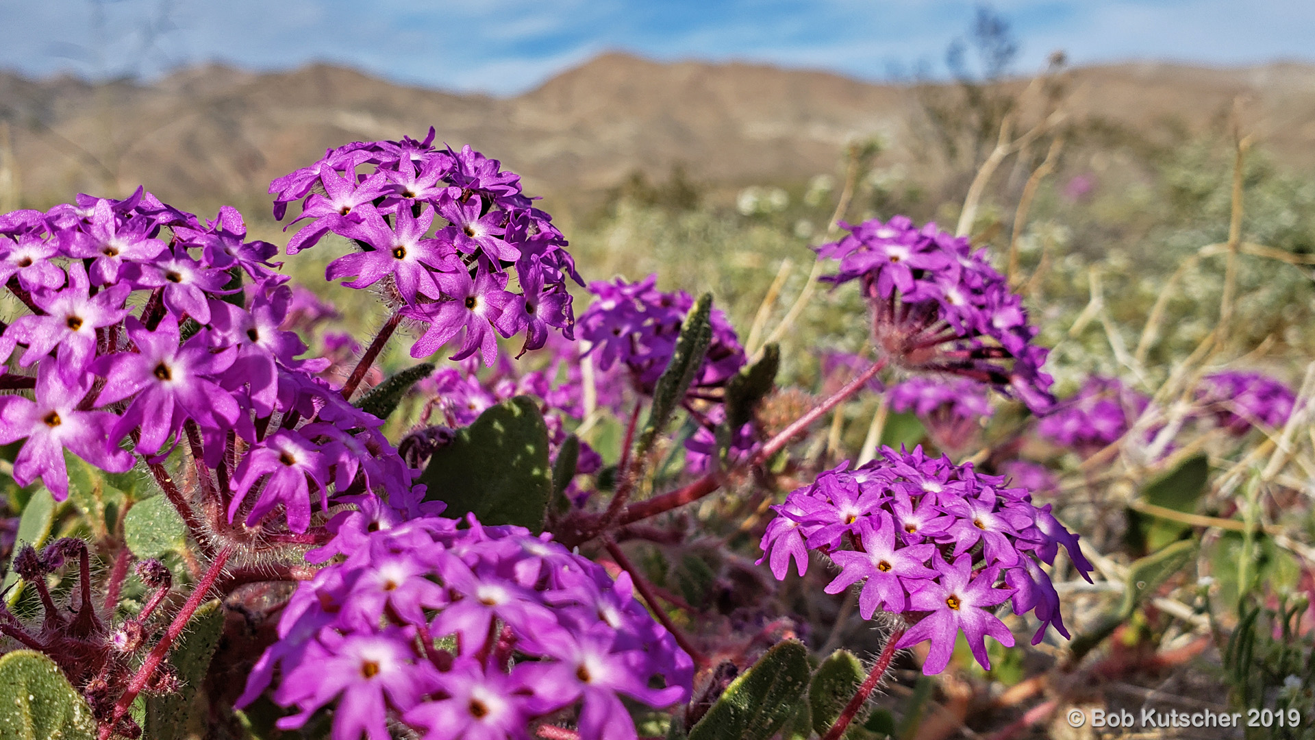 Borrego Springs, CA Superbloom 2019